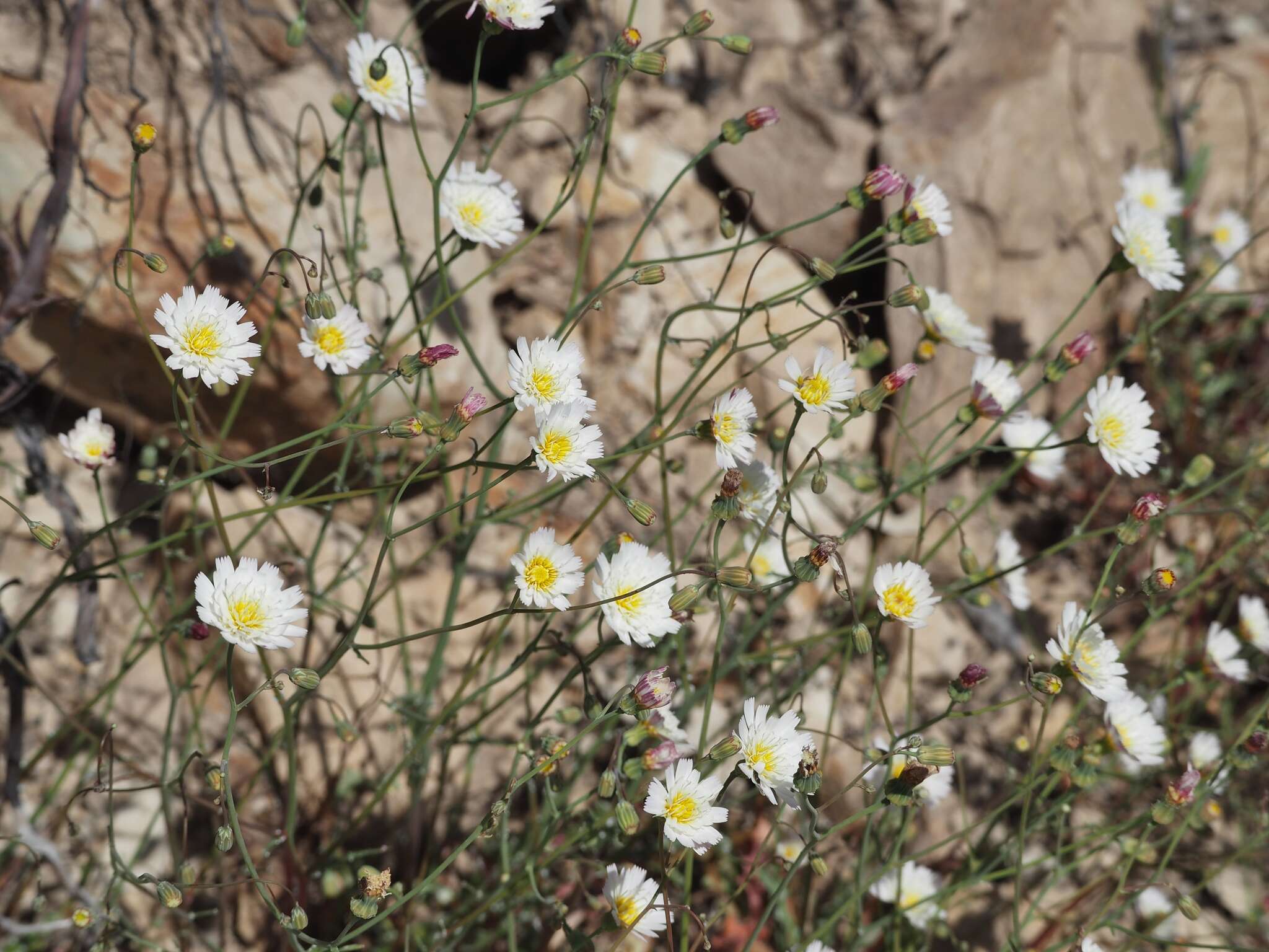 Image de Malacothrix floccifera (DC.) S. F. Blake