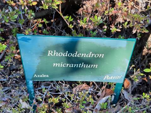 Imagem de Rhododendron micranthum Turcz.