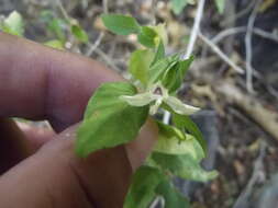 Tetramerium fruticosum Brandegee resmi