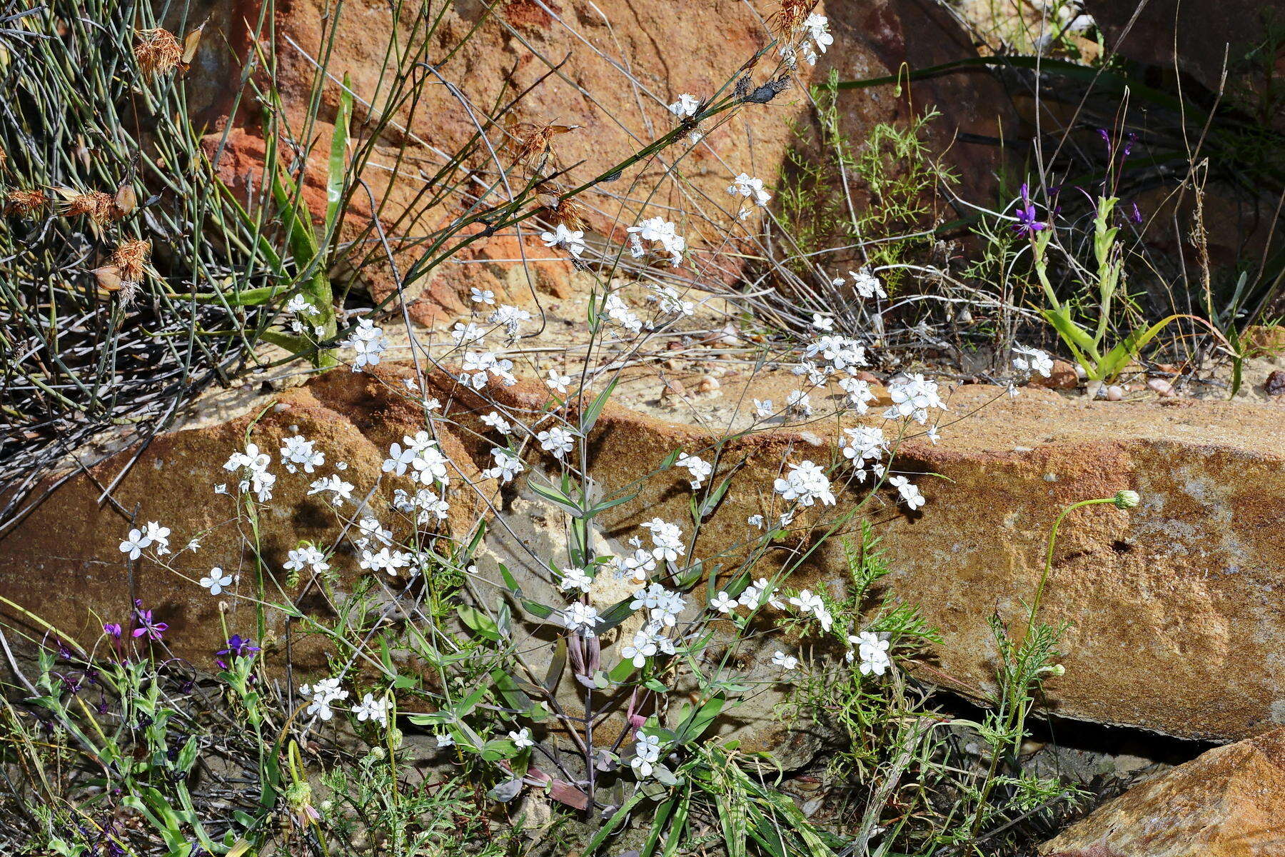 Image de Heliophila amplexicaulis L. fil.