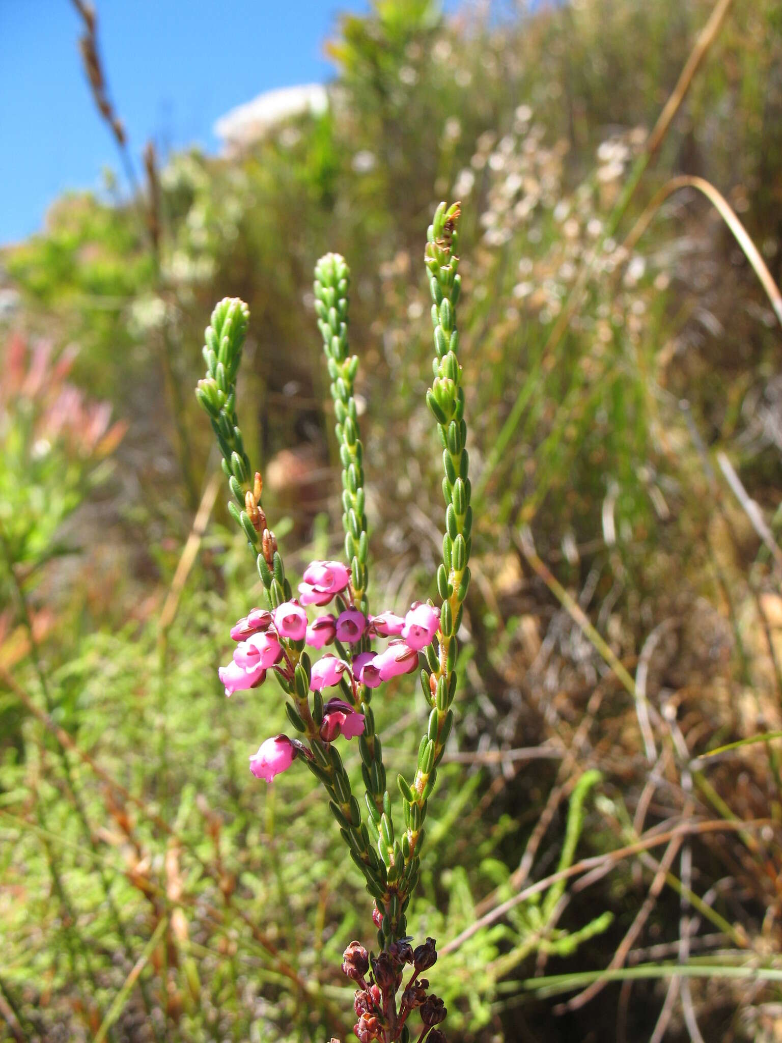 Image of Erica pulchella Houtt.