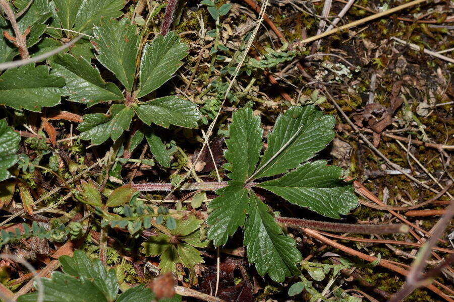 Potentilla ranunculoides Humb. & Bonpl. ex Nestl. resmi