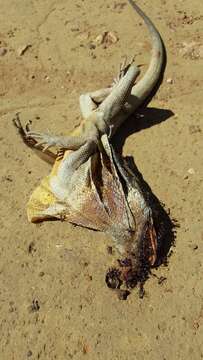 Image of Frilled Lizard