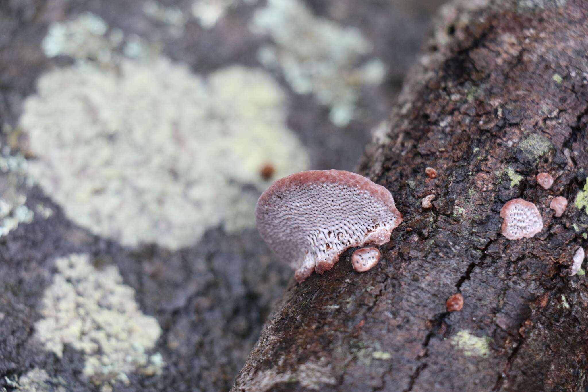 Image de Phaeotrametes decipiens (Berk.) J. E. Wright 1966