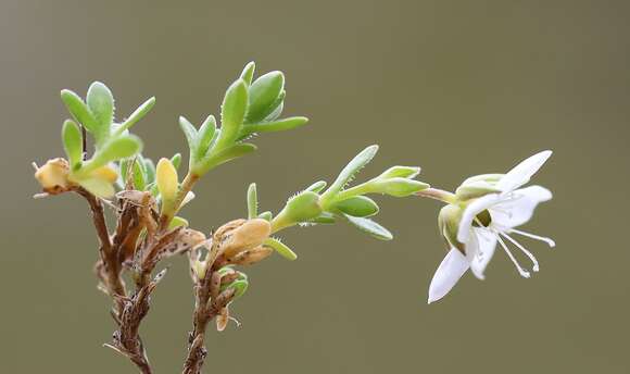 Image of Fringed sandwort