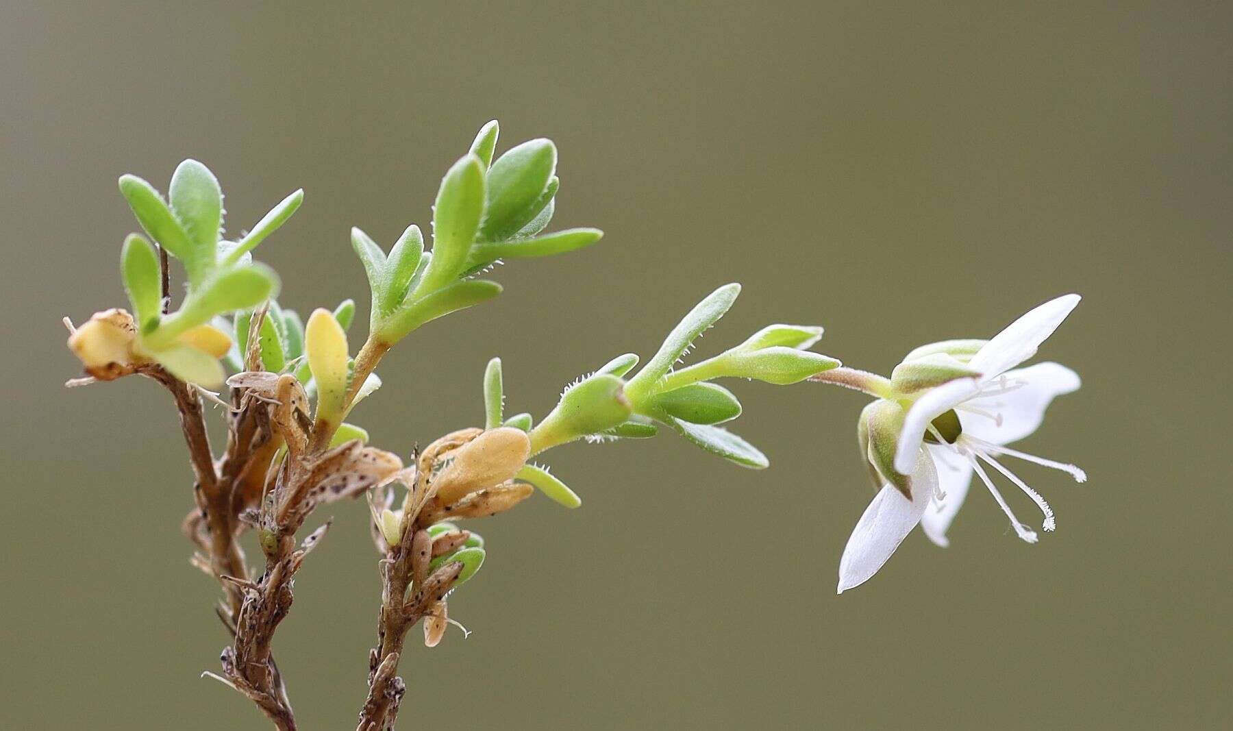 Image de Arenaria ciliata L.