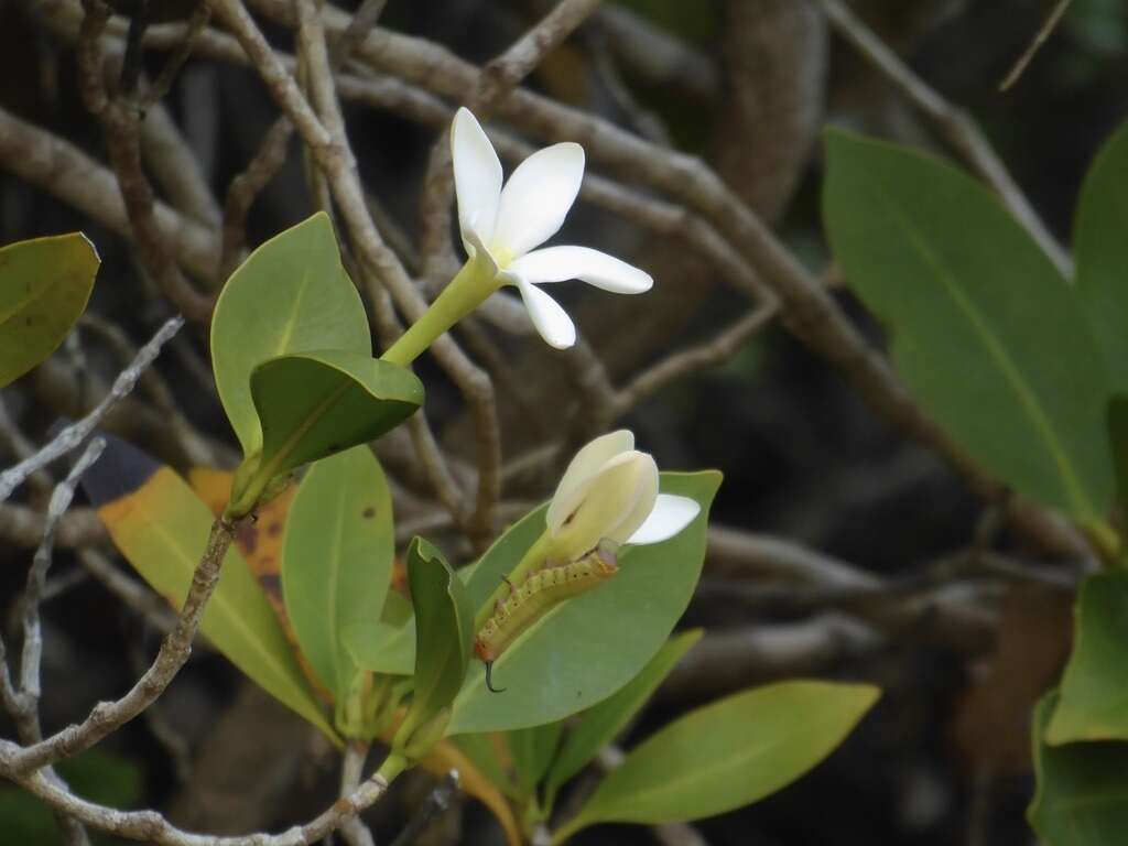 Hyperacanthus pervillei (Drake) Rakotonas. & A. P. Davis resmi