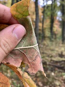 Imagem de Quercus bebbiana C. K. Schneid.