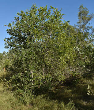 Image of Petalostigma banksii Britten & S. Moore