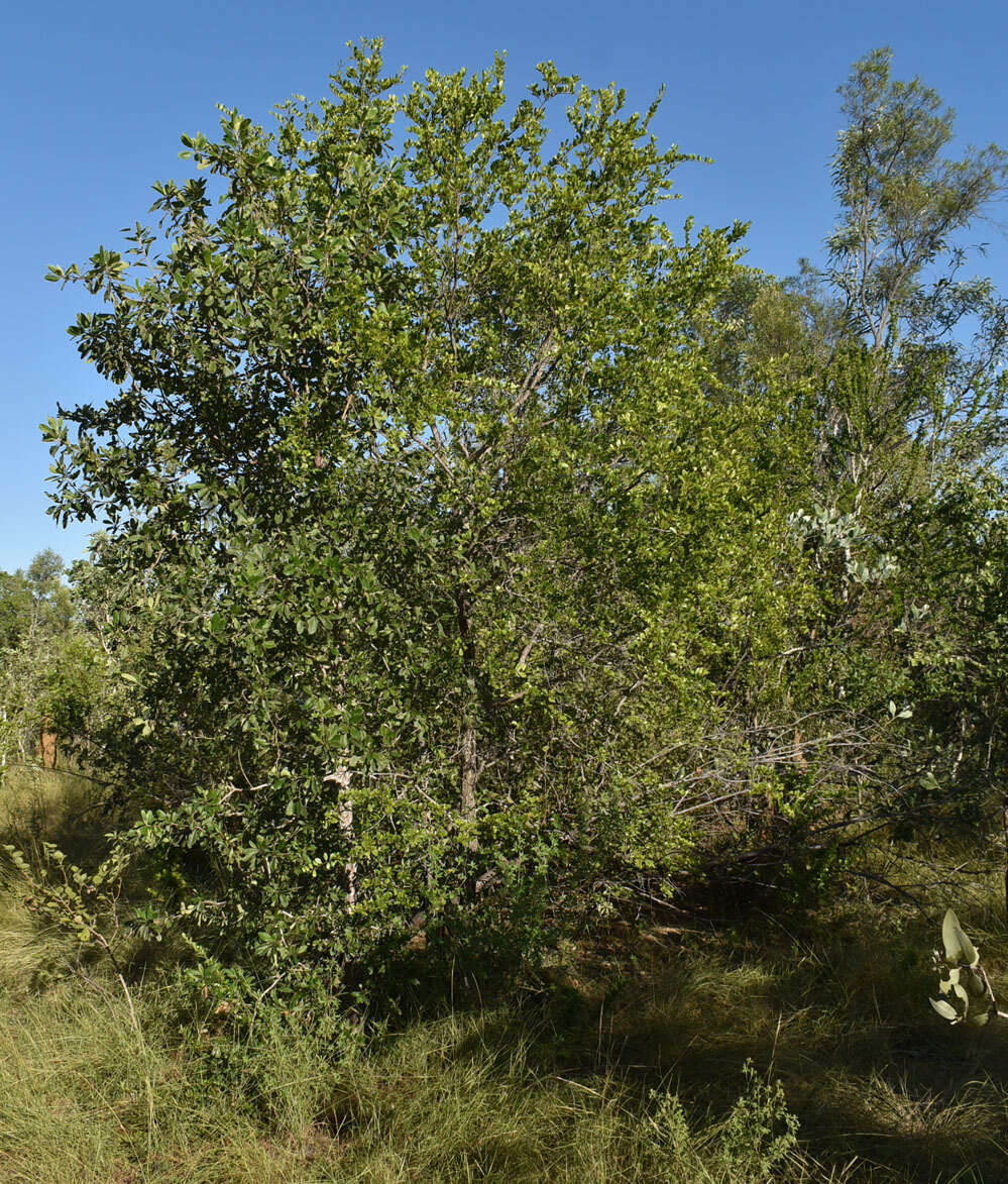 Image of Petalostigma banksii Britten & S. Moore