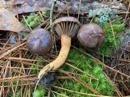 Image of Chroogomphus jamaicensis (Murrill) O. K. Mill. 1964