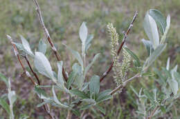 Image of Salix alaxensis var. alaxensis