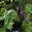 Image of Osmunda lancea Thunb. ex A. Murray