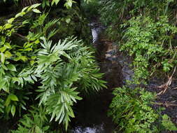 Osmunda lancea Thunb. ex A. Murray resmi