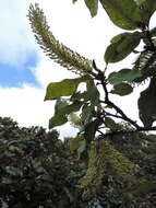 Image of Broad-leave beech