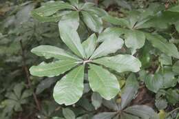 Imagem de Schefflera digitata J. R. Forst. & G. Forst.