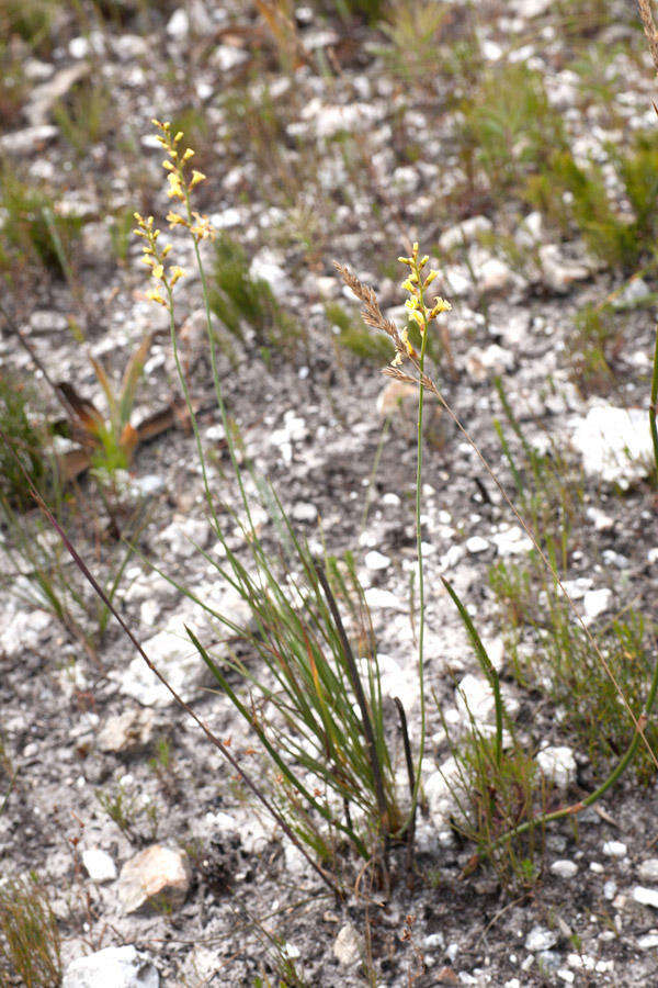 Image of Tritoniopsis caledonensis (R. C. Foster) G. J. Lewis