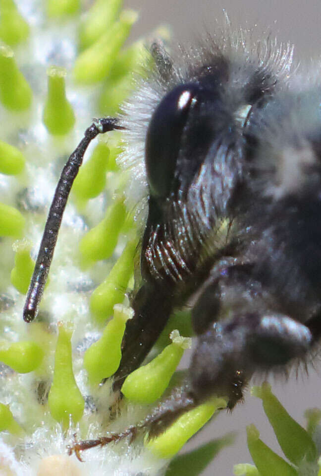 Image de Andrena cerasifolii Cockerell 1896