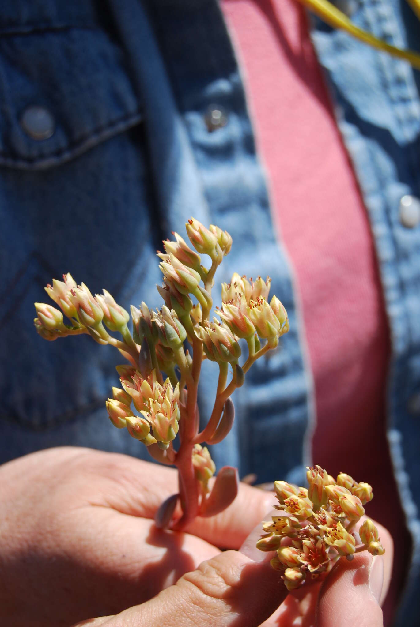 Слика од Sedum paradisum subsp. paradisum