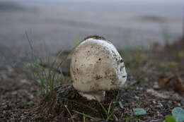 Image of Amanita canescens D. T. Jenkins 1982