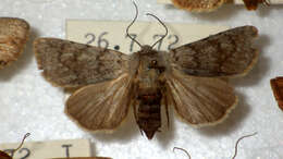 صورة Agrotis simplonia Geyer 1832