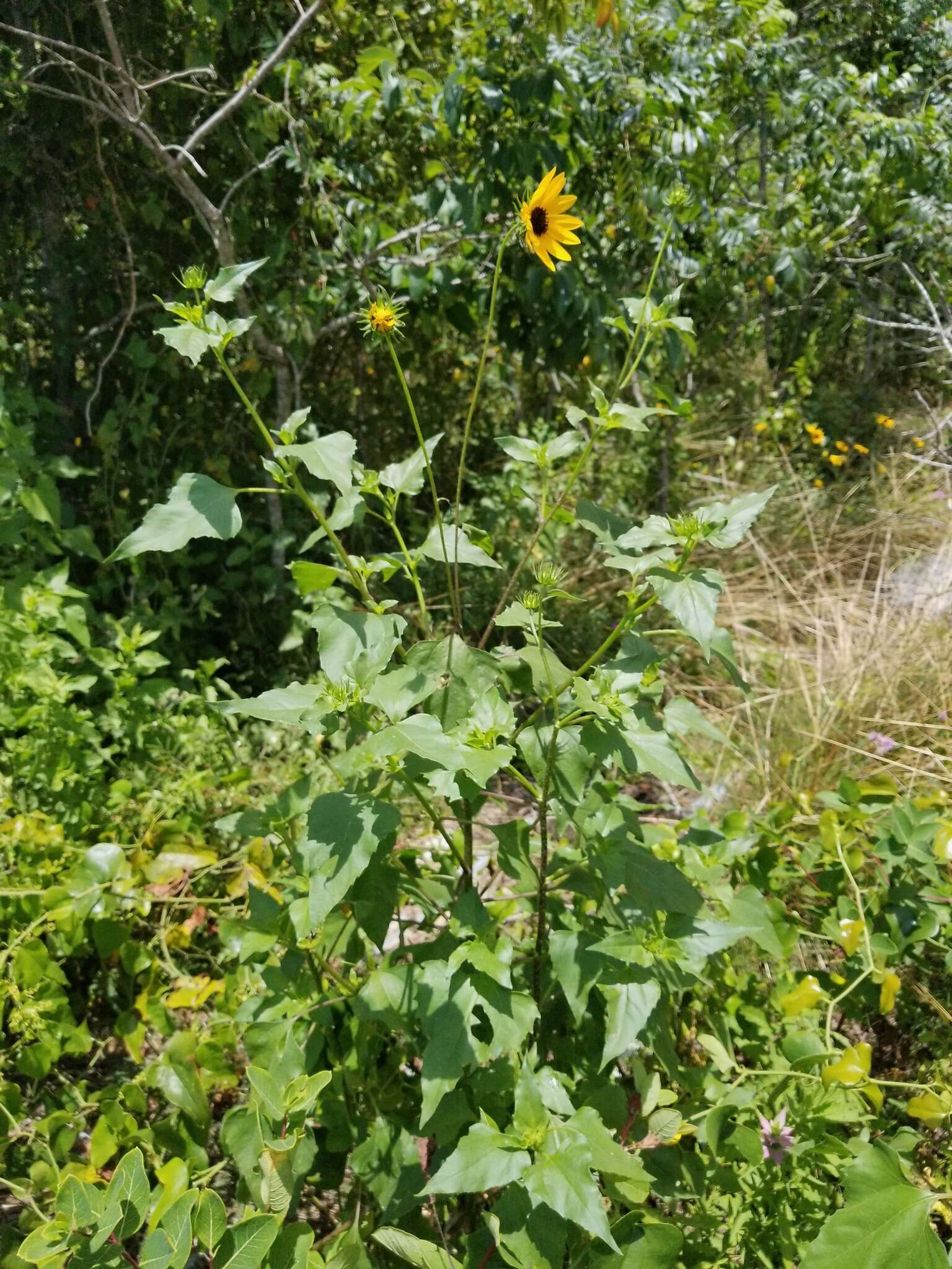 Image of cucumberleaf sunflower