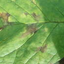 Image of Ash Anthracnose