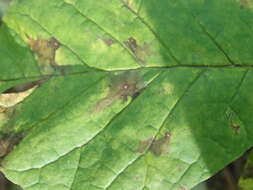 Image of Plagiostoma fraxini (Redlin & Stack) Sogonov 2008