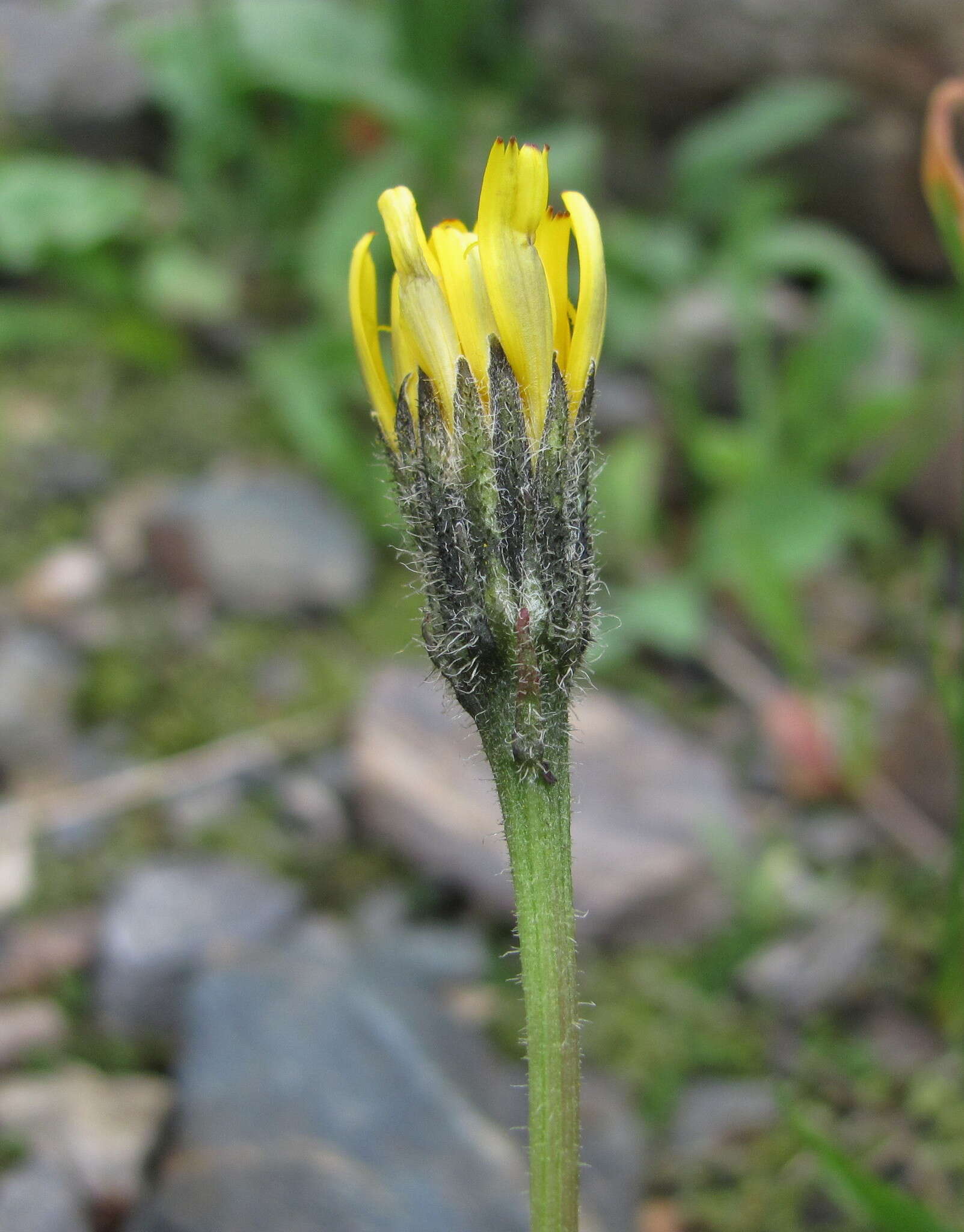 Image of Leontodon caucasicus (M. Bieb.) Fisch.