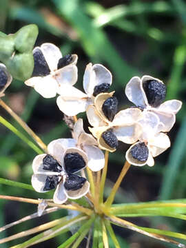 Image of Chinese chives