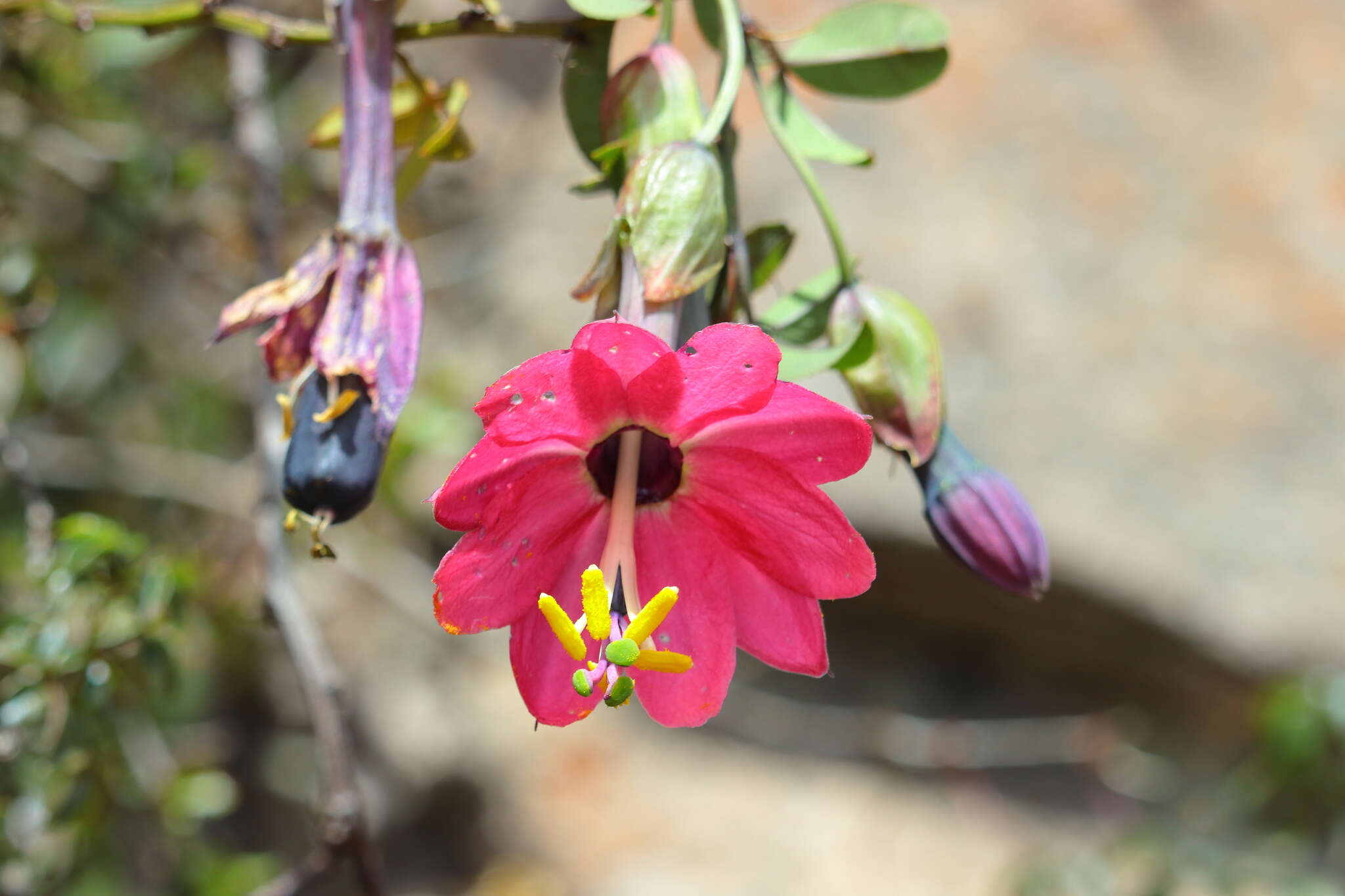 Слика од Passiflora huamachucoensis L. K. Escobar