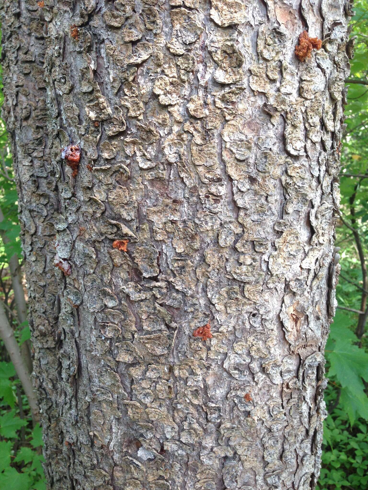 Image of Spruce Beetle