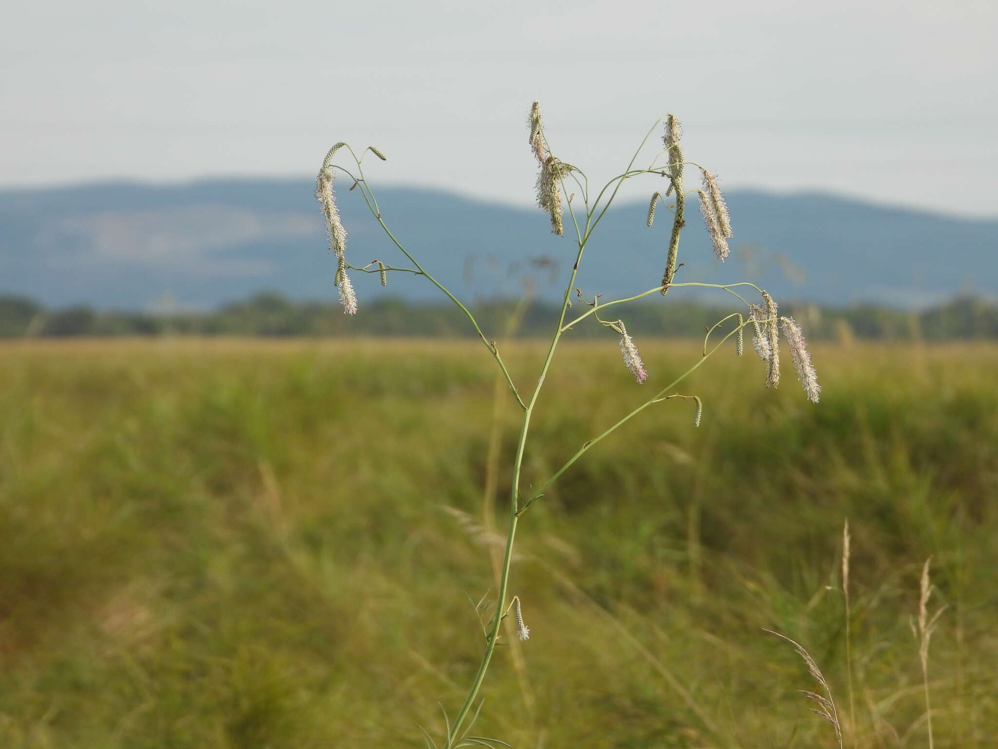 Image of Poterium tenuifolium var. alba (Trautv. & C. A. Mey.)