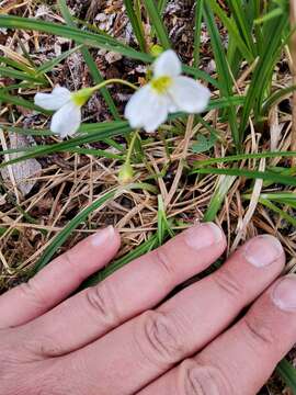 Image of Bostock's Candy-Flower