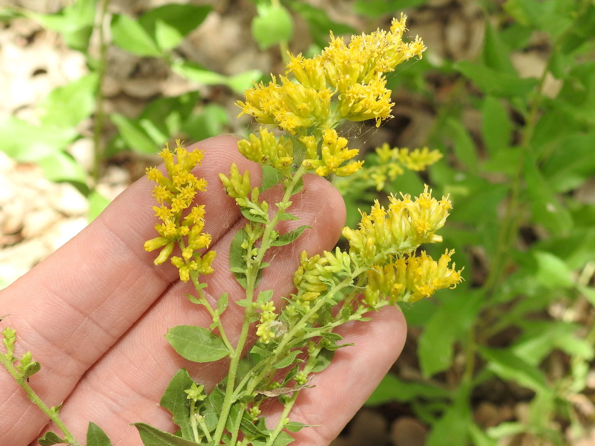 Image of western rough goldenrod