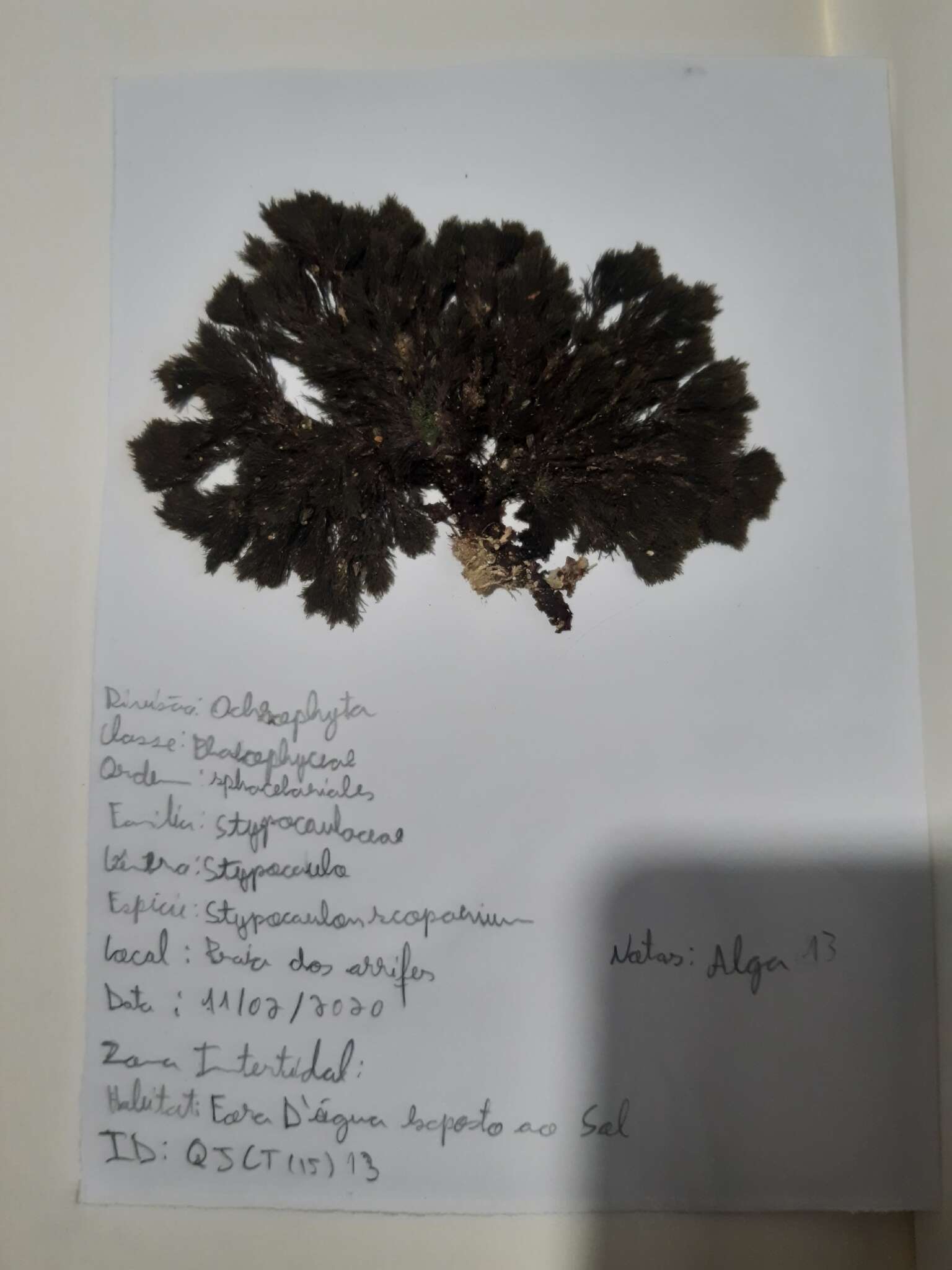 Plancia ëd Stypocaulaceae