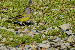 Imagem de Carduelis citrinella (Pallas 1764)