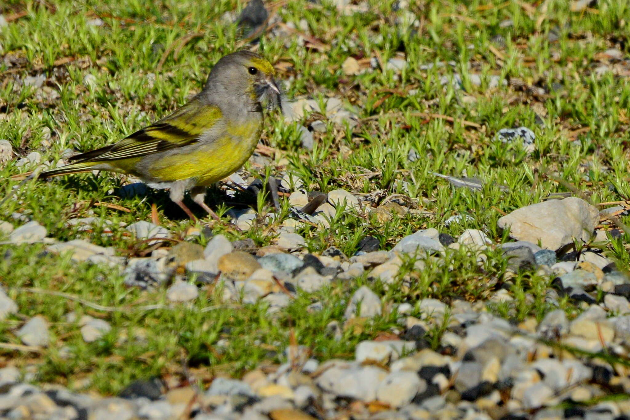 Image of Alpine Citril Finch