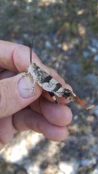 Image of Three-banded Grasshopper