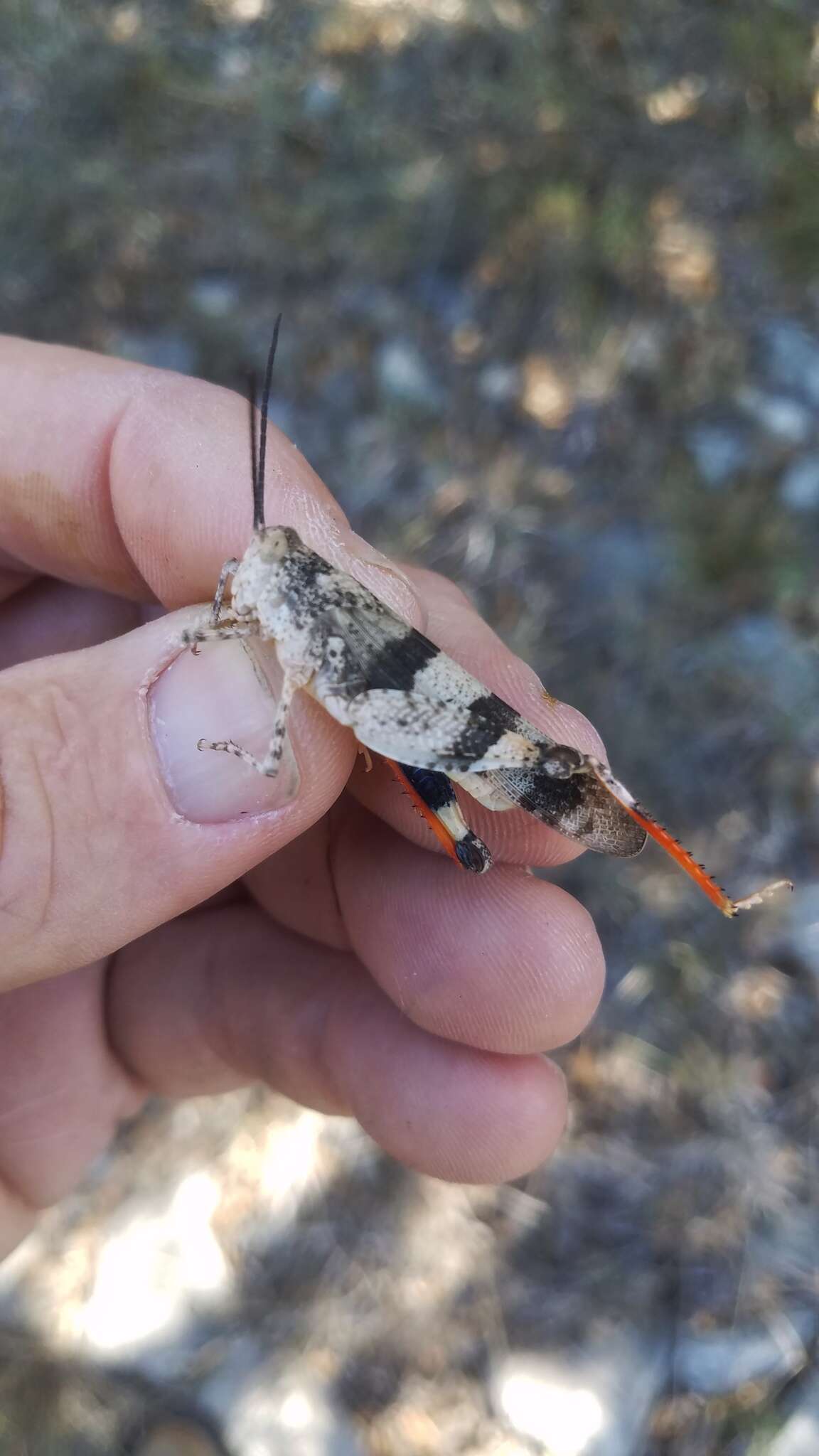 Image of Three-banded Grasshopper