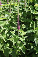 Image de Teucrium hircanicum L.