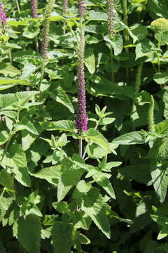 صورة Teucrium hircanicum L.