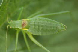 Image of Isophya camptoxypha (Fieber 1853)