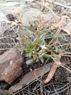 Слика од Calandrinia eremaea Ewart