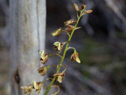 Acrolophia bolusii Rolfe的圖片