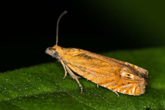 Image of Lathronympha