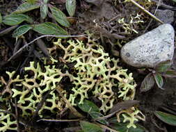 Image of Resurrection lichen