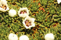 Image of Donatia novae-zelandiae Hook. fil.