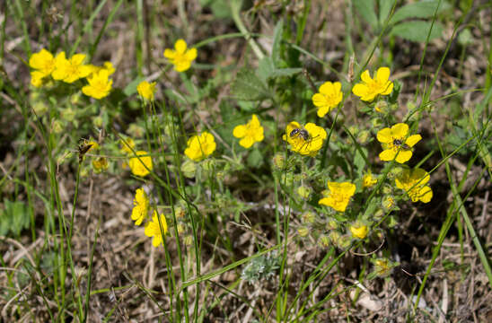 Image of Potentilla humifusa Willd.