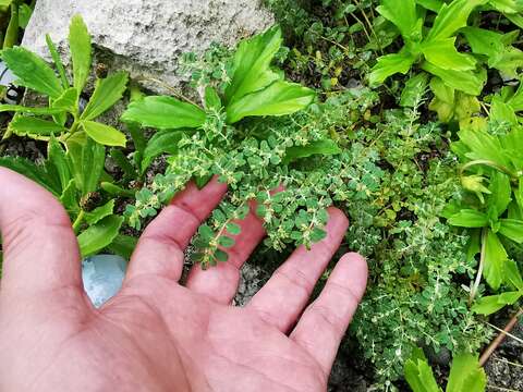 Слика од Euphorbia cozumelensis Millsp.